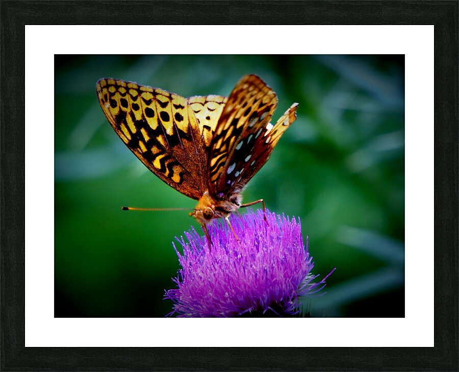 Butterfly On Thistle Impression et Cadre photo