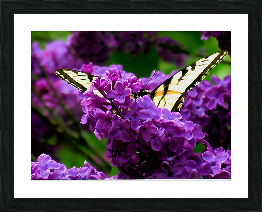 Swallowtail On Lilacs Impression et Cadre photo