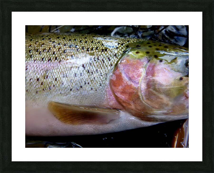 Trout Operculum Picture Frame print