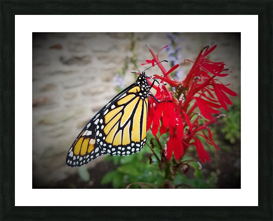 Monarch On Cardinal Flower Picture Frame print