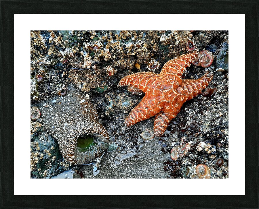 Tidal Pool 1 Picture Frame print