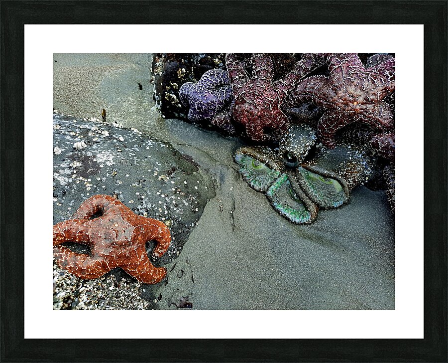 Tidal Pool 3 Picture Frame print