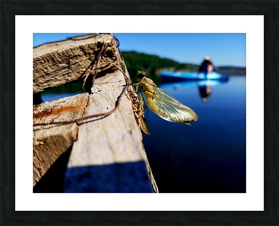Emerging Dragonfly Picture Frame print