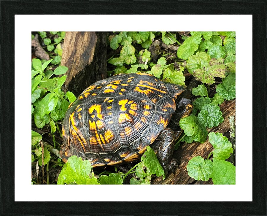 Box Turtle Picture Frame print