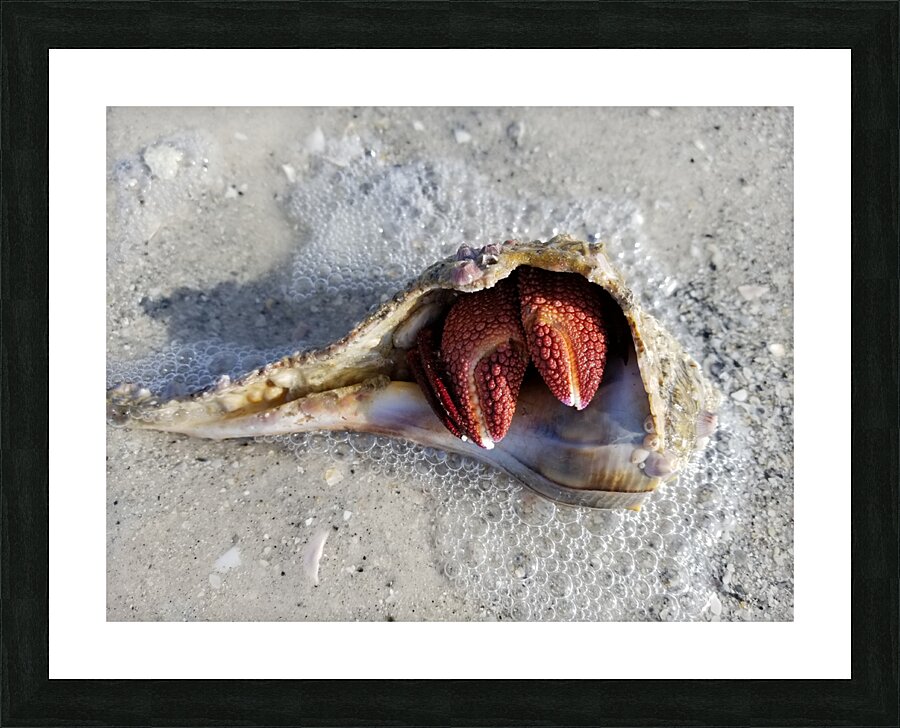 Crab Picture Frame print