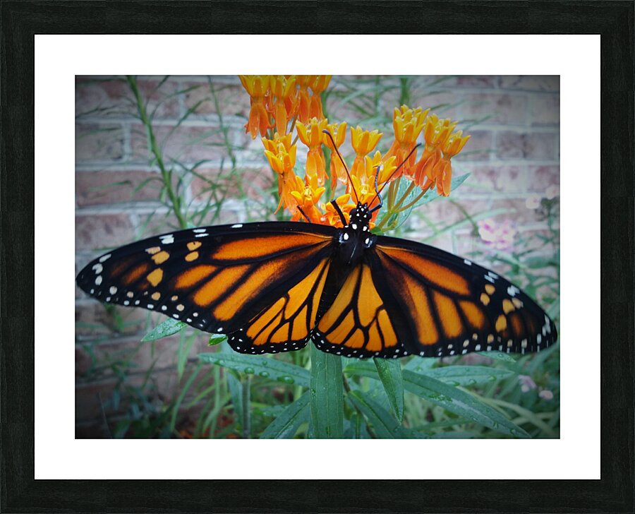 Monarch Female Picture Frame print