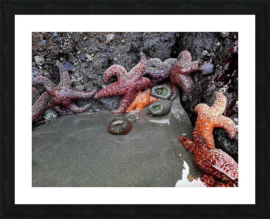 Tidal Pool 4 Picture Frame print