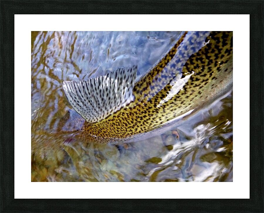 Trout Dorsal Fin Picture Frame print