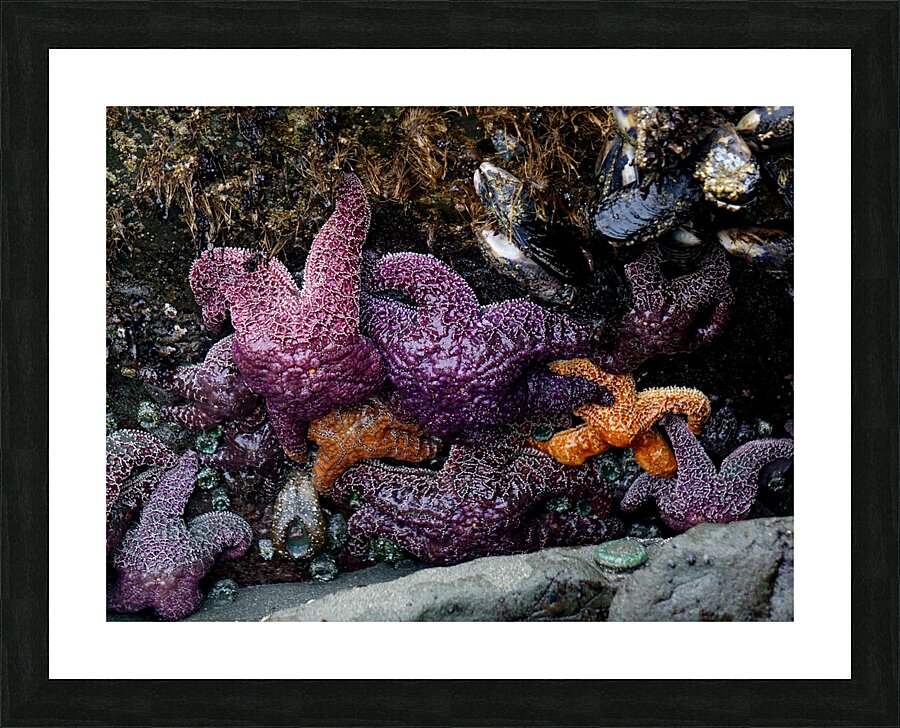 Tidal Pool 7 Picture Frame print