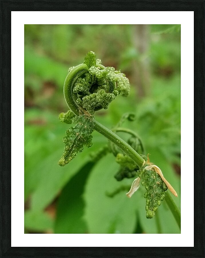 Fiddlehead 1 Picture Frame print