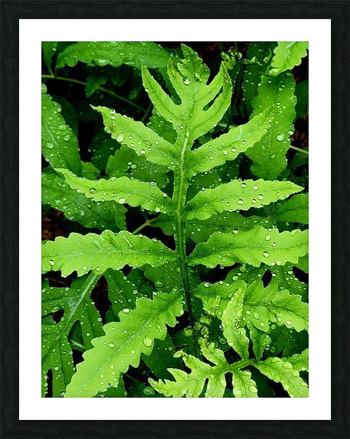Sensitive Fern Picture Frame print