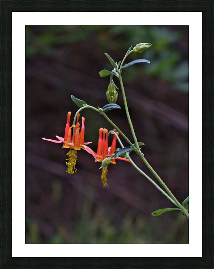 Columbine Picture Frame print