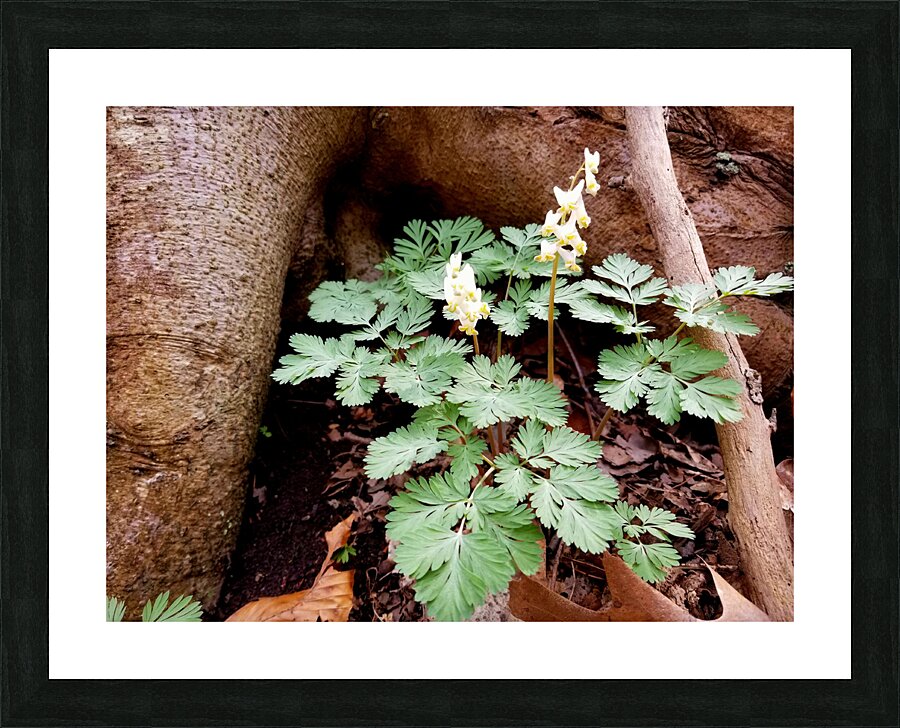 Dutchmans Breeches Picture Frame print