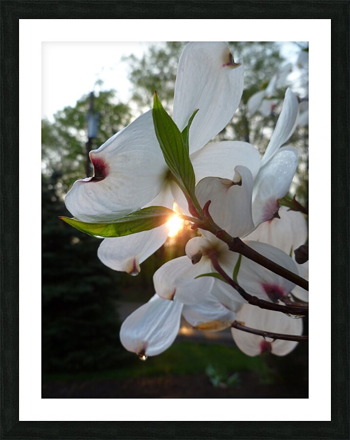 White Dogwood At Sunset Picture Frame print