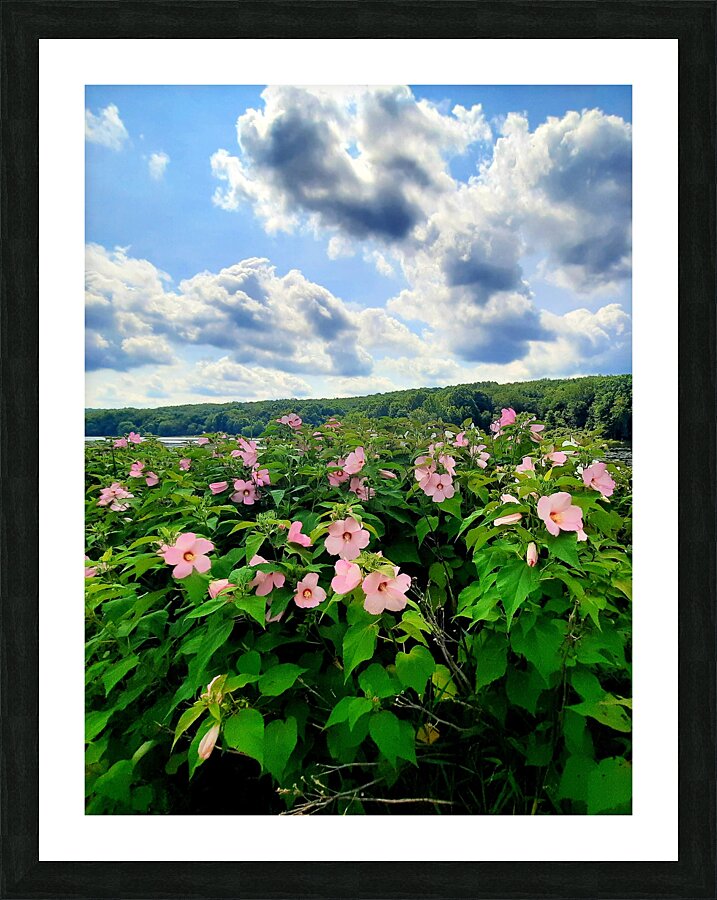 Swamp Mallow At Moraine State Park Picture Frame print