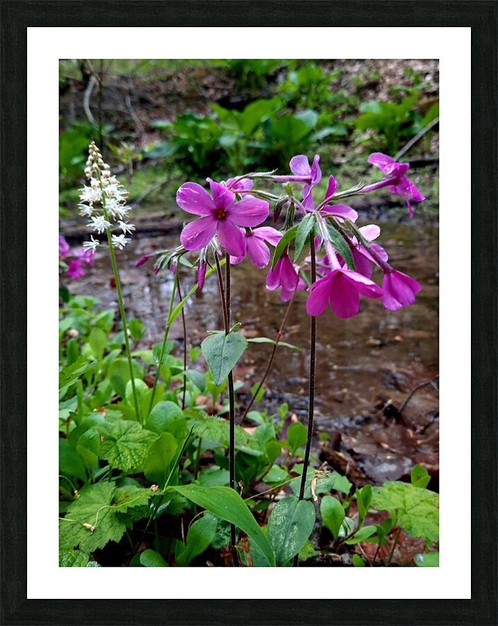 Creeping Phlox Streamside Picture Frame print