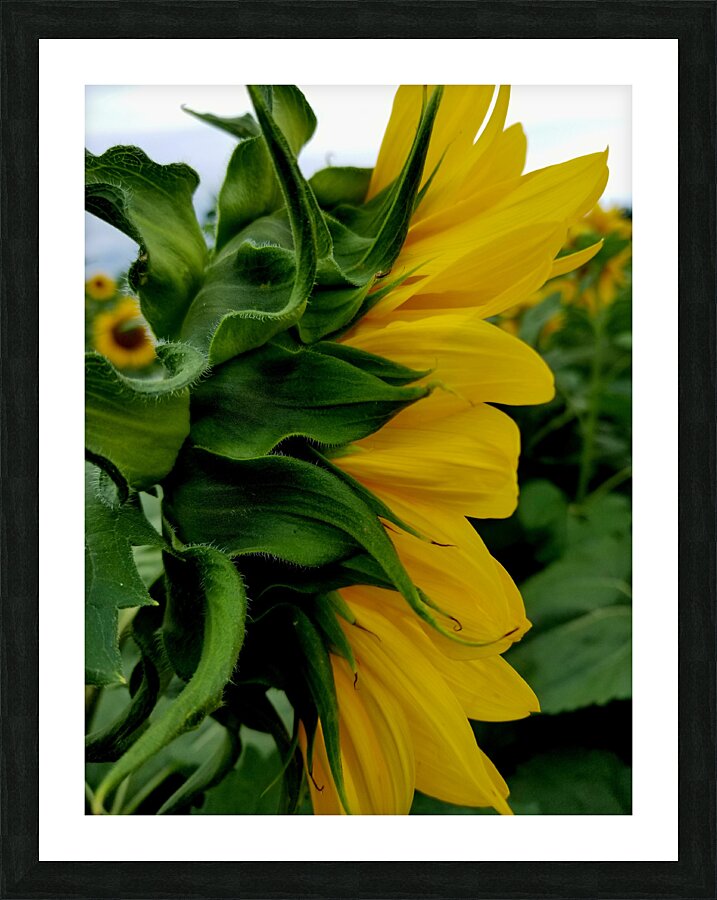 Sunflower Portrait Picture Frame print