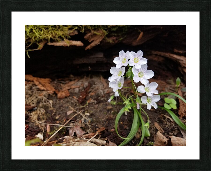 Spring Beauties Picture Frame print