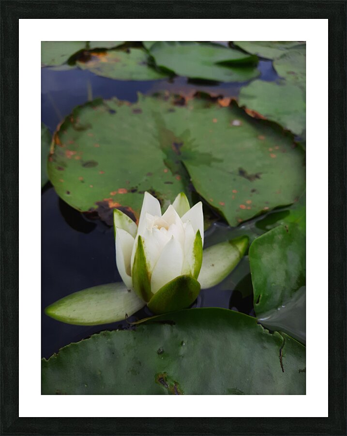 Water Lily Picture Frame print