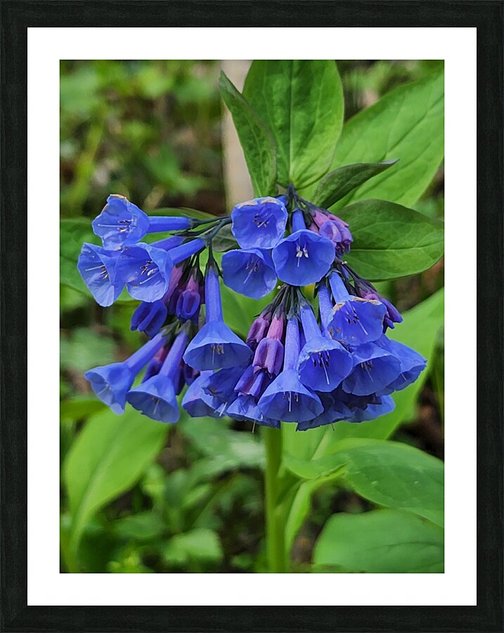 Virginia Bluebells Picture Frame print
