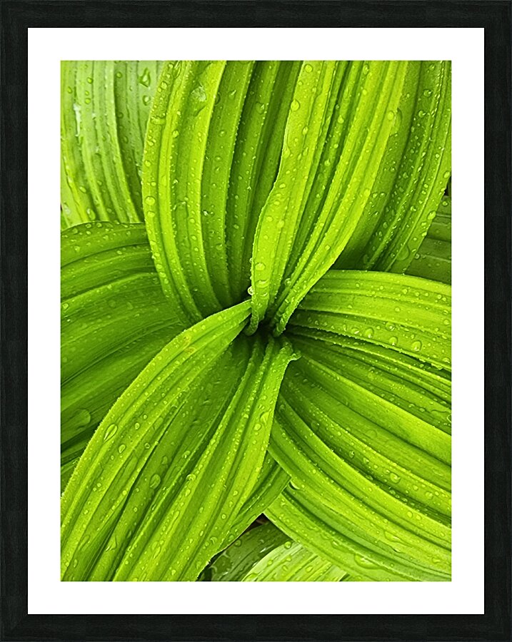 False Hellebore Picture Frame print