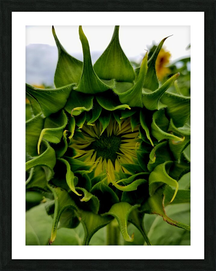 Sunflower Bud Picture Frame print