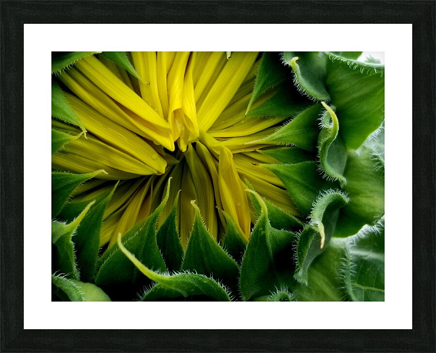 Sunflower Bud Picture Frame print