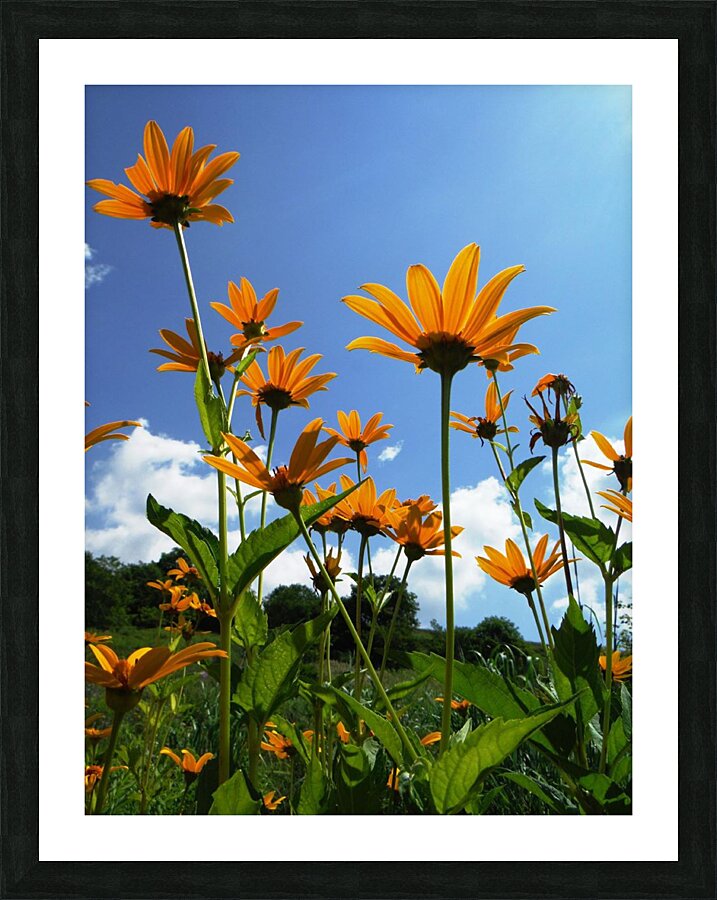 Helianthus Picture Frame print