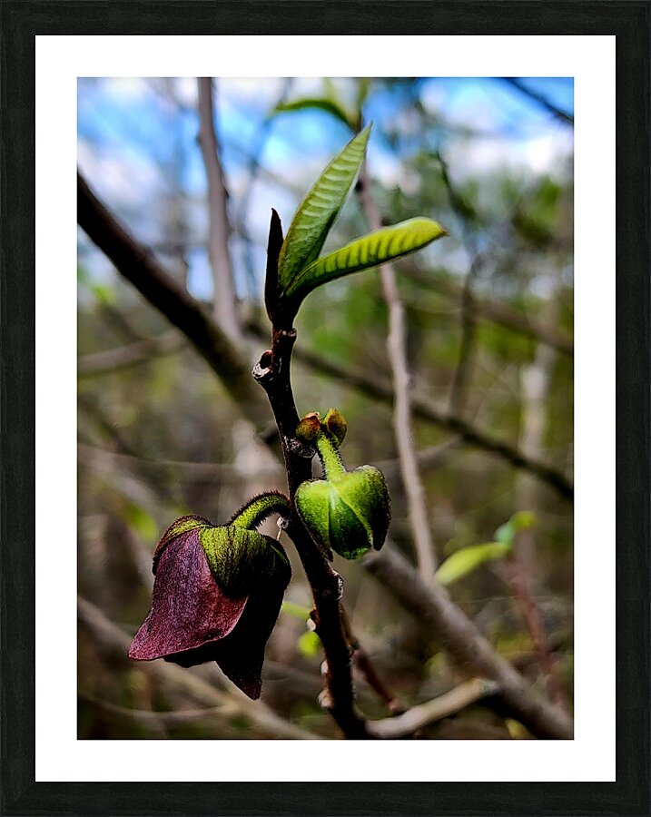 Paw Paw Flower Picture Frame print