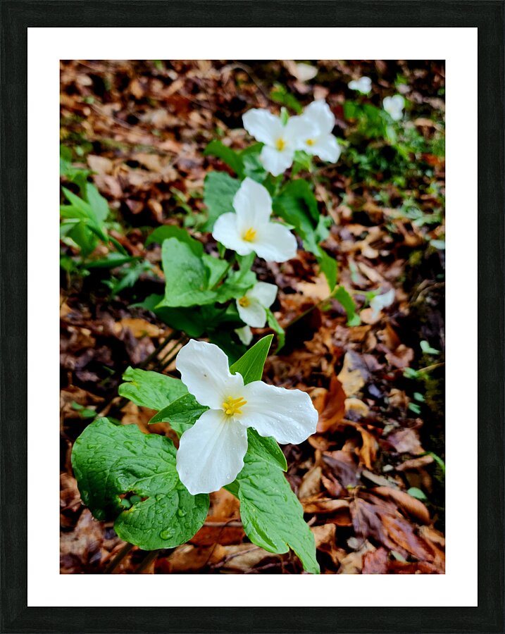 White Trillium Column Picture Frame print