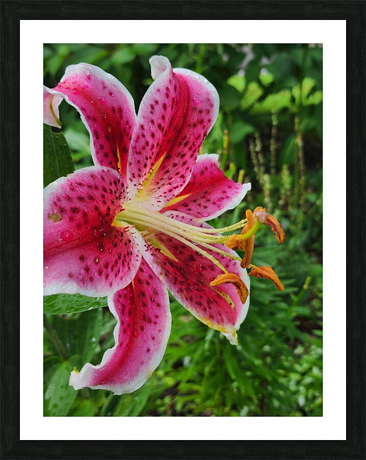 Stargazer Lily Picture Frame print