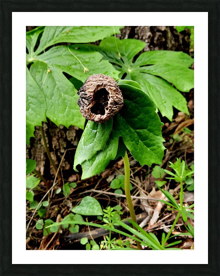 Walnut Head Picture Frame print