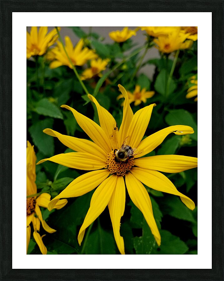Bumblebee On Helianthus Picture Frame print