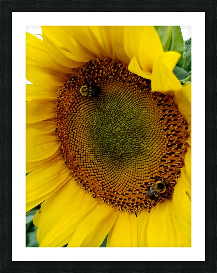 Sunflower Left Picture Frame print