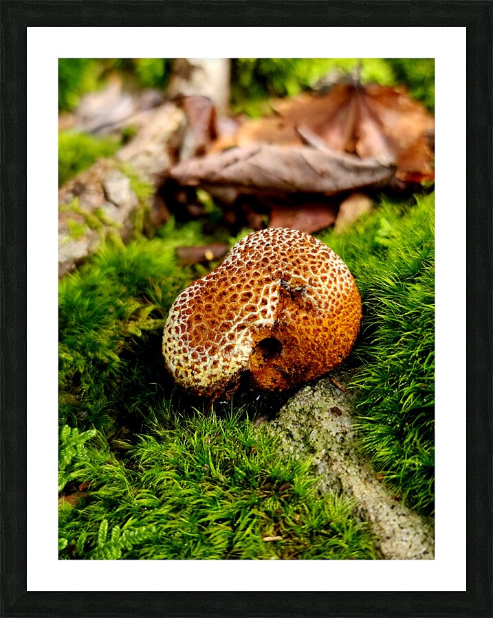 Snoring Fungus Picture Frame print