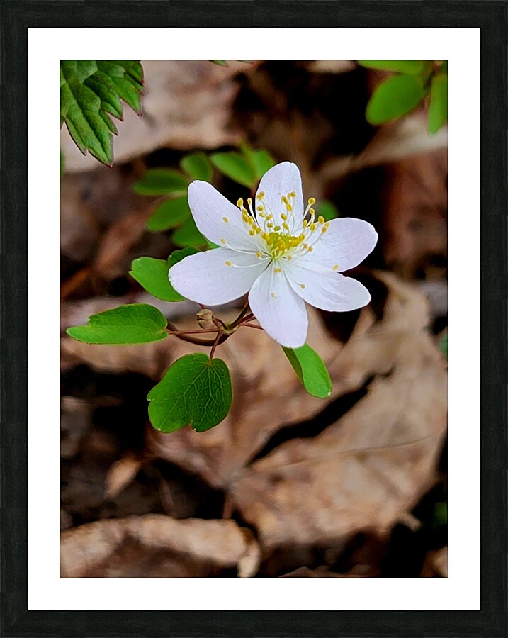 Rue Anemone Picture Frame print