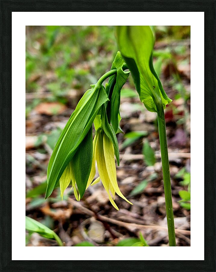 Uvalaria Picture Frame print
