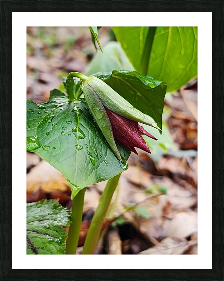 Red Trillium Bud Picture Frame print