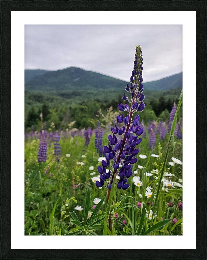 White Mountain Lupines Impression et Cadre photo