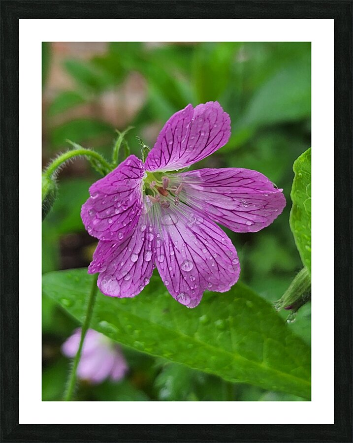 Wild Geranium Picture Frame print