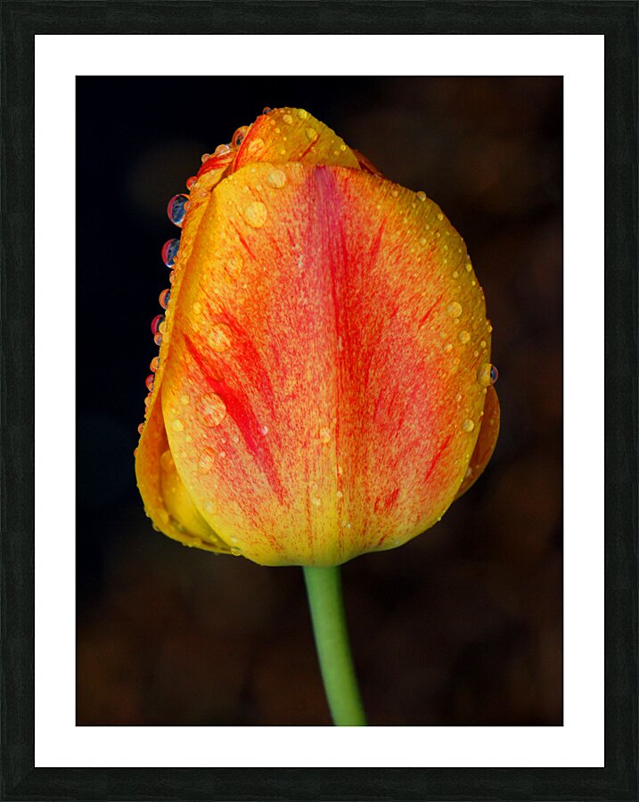 Stunning Tulip Picture Frame print