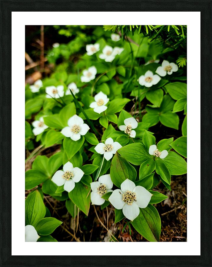 Bunchberry Picture Frame print