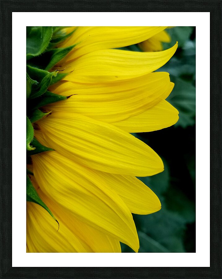 Sunflower Portrait 1 Impression et Cadre photo