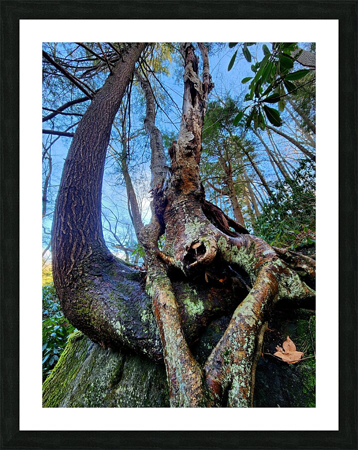 Muppet Tree 1 Picture Frame print