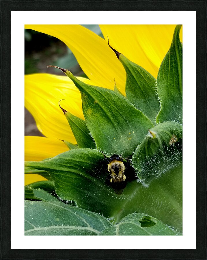 Sunflower Bumblebee Picture Frame print