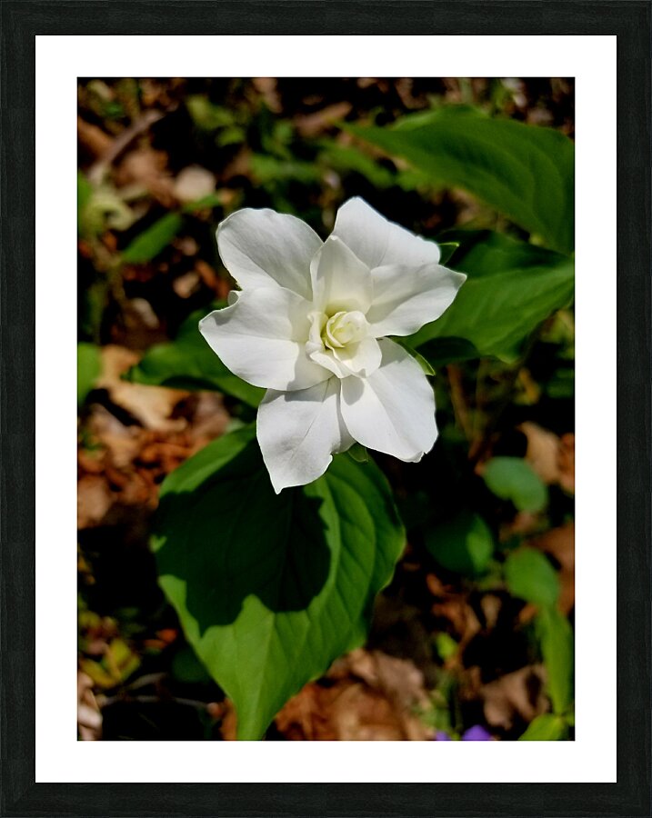 Double White Trillium Picture Frame print