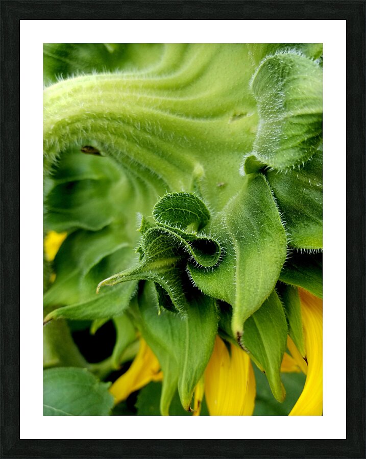Sunflower Sepals Picture Frame print
