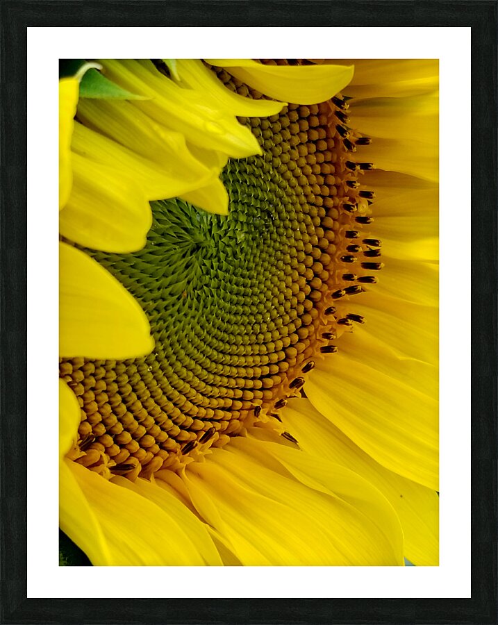 Sunflower Right Picture Frame print