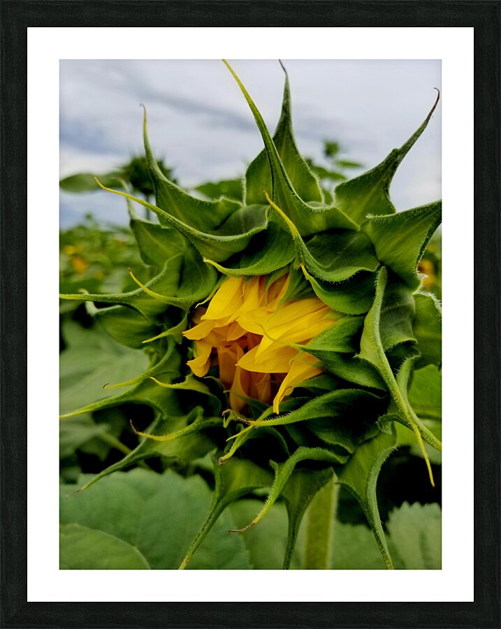 Sunflower Beak Picture Frame print