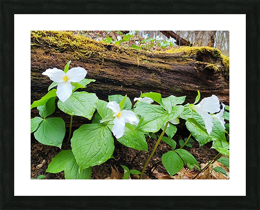 White Trillium Line Picture Frame print